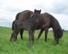 Kinna (Thor)  Varsa  2009